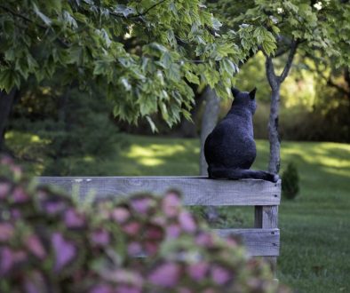 black cat fence trees park 4507309
