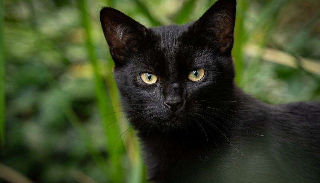 cat black cat animal pet 5579221