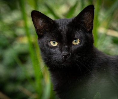 cat black cat animal pet 5579221