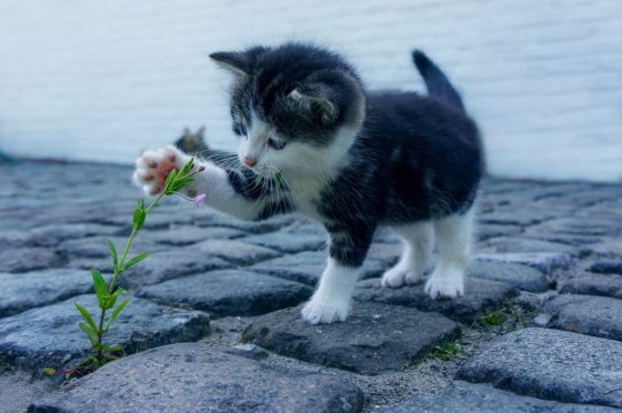 cat flower kitten stone pet 2536662
