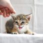 cat kitten hand screaming eyes 7438092