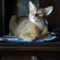cats abyssinians abyssinians 4915881