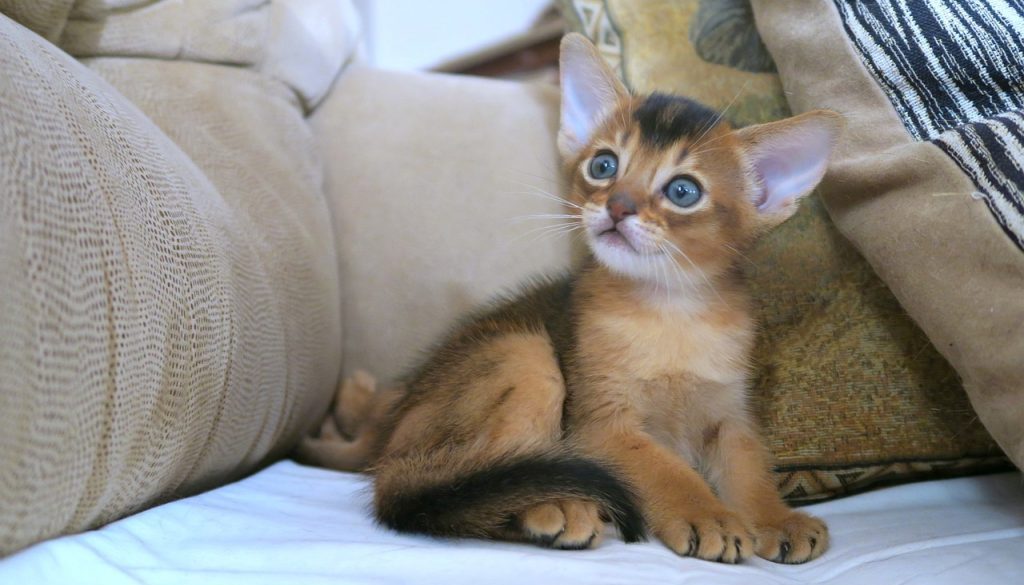 cats abyssinians abyssinians 4915940