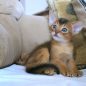 cats abyssinians abyssinians 4915940